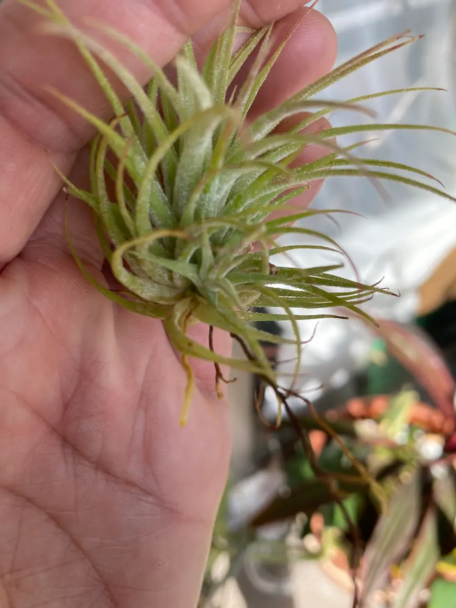 イオナンタの開花時期 | チランジア+エレクトロニクス
