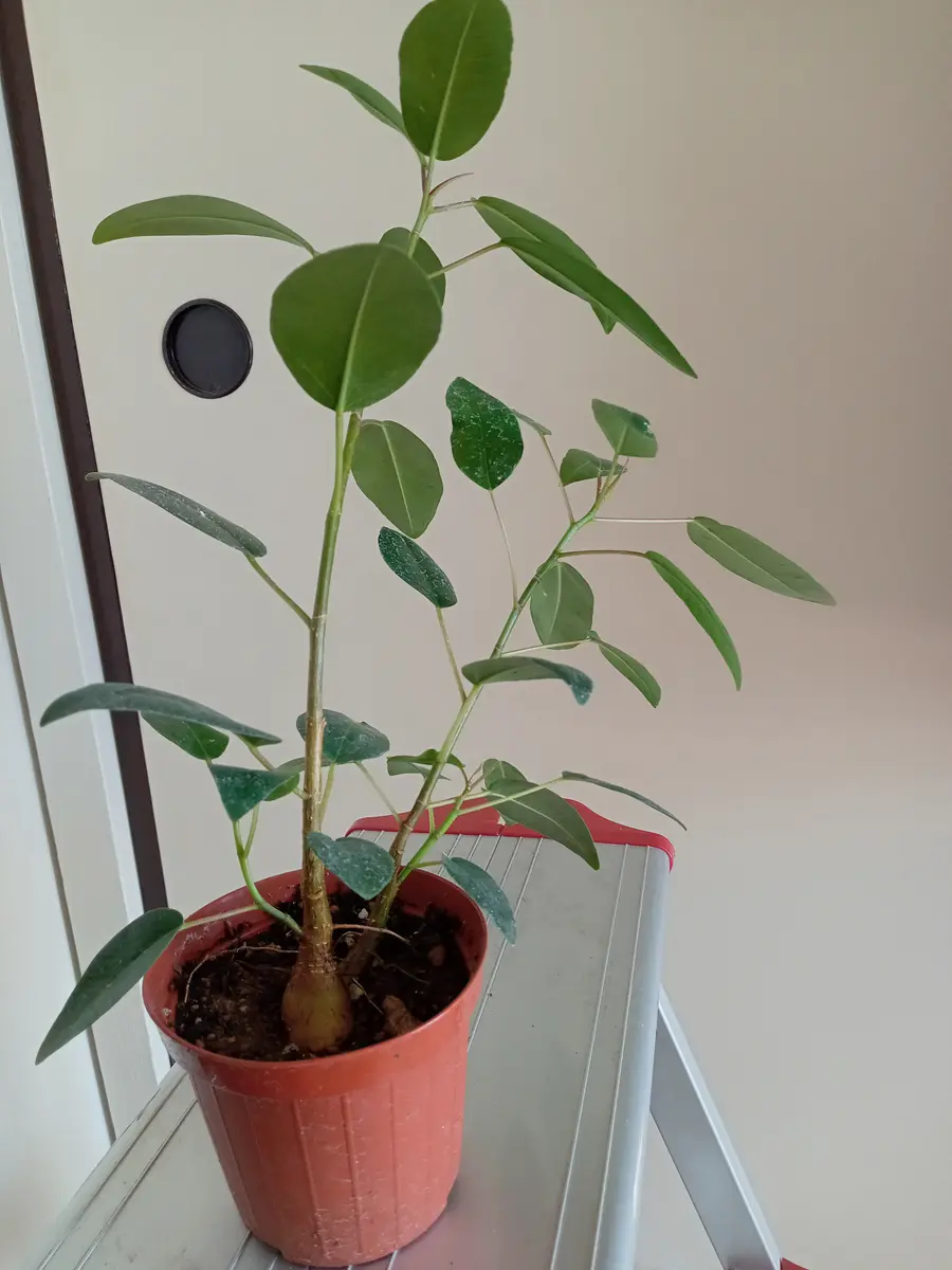 購入時、ミニ観葉としか表示がなかったため、植物の名前がわか