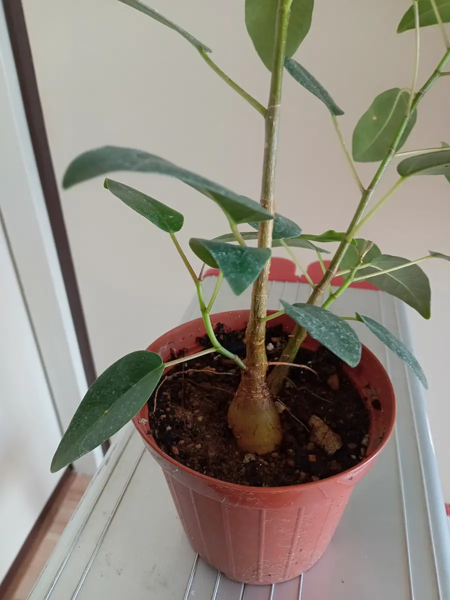 購入時、ミニ観葉としか表示がなかったため、植物の名前がわか