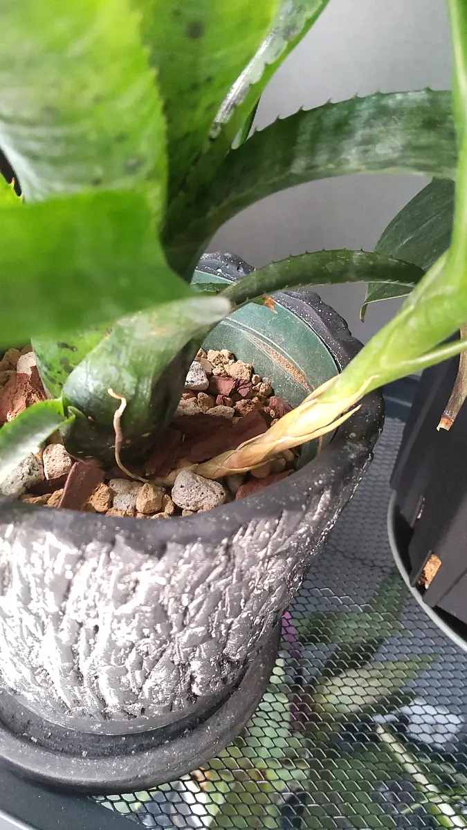 群生 ネオレゲリア パウシフローラ ネオレゲリア・パウシフローラ sp. Neoregelia pauciflora sp. タンク