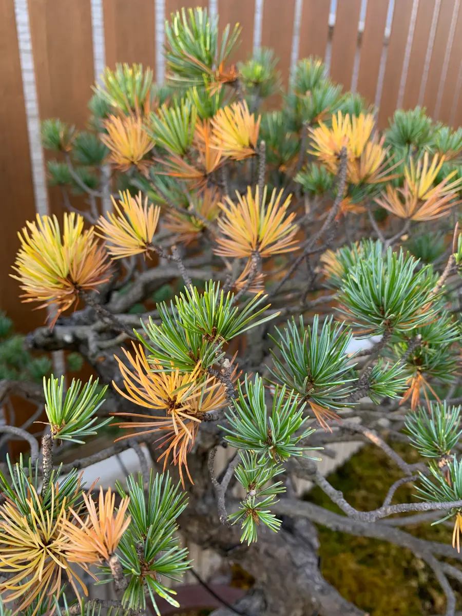現在11月2日ですが、五葉松が黄色く変色し始めました。ど素人｜園芸