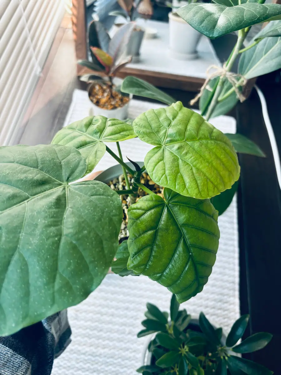 初めて質問させていただきます。観葉植物初心者です。1ヶ月前く