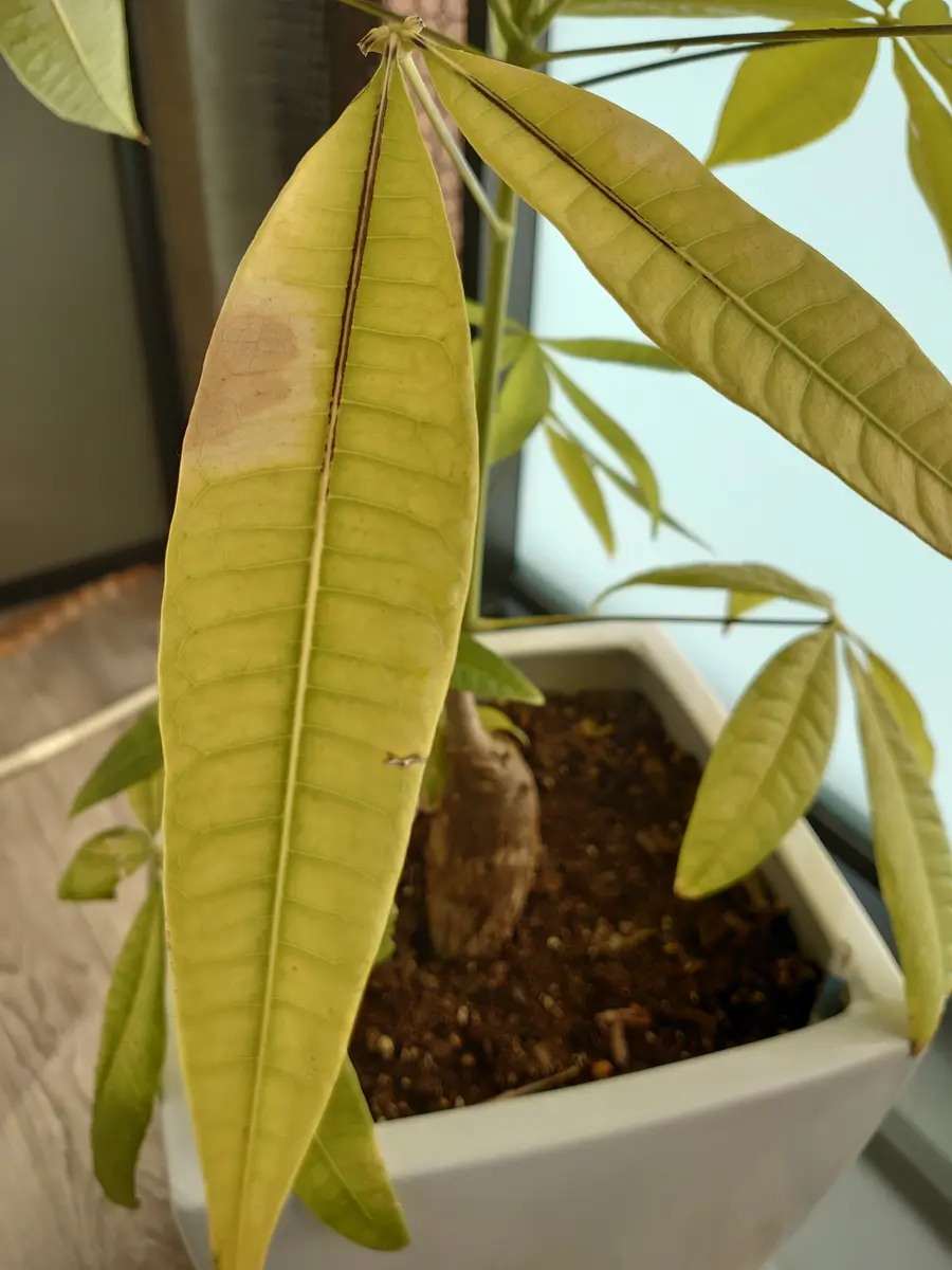 パキラの葉と幹に異常があります。検索しても該当がなく、皆様...｜園芸相談Q＆A｜みんなの趣味の園芸