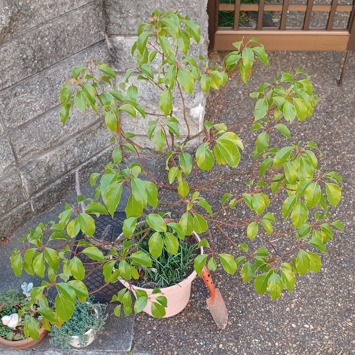 樹齢20年近いどんぐりの木です。名前は分かりません。相談した