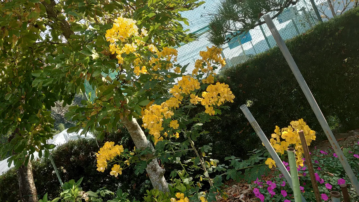 通勤途中民家で綺麗な花をみつけました 家の人に尋ねたら 挿｜園芸相談Q＆A｜みんなの趣味の園芸