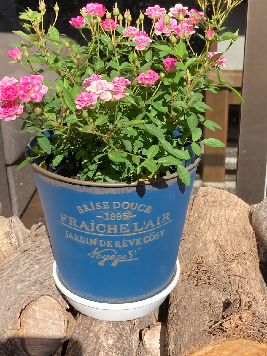 先日ローズフェスタで買ったミニバラ（花の大きさは2センチくら