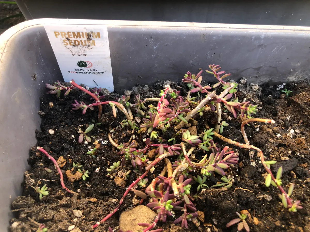 植物取扱初心者です。ポーチュラカピンキーを育てて増やしてみ 