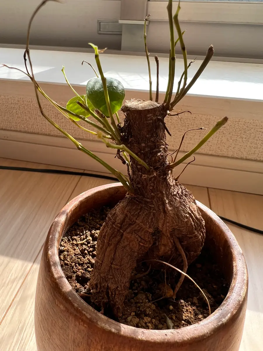 今年春頃に購入したガジュマルです。店員さんの教えてくれた通