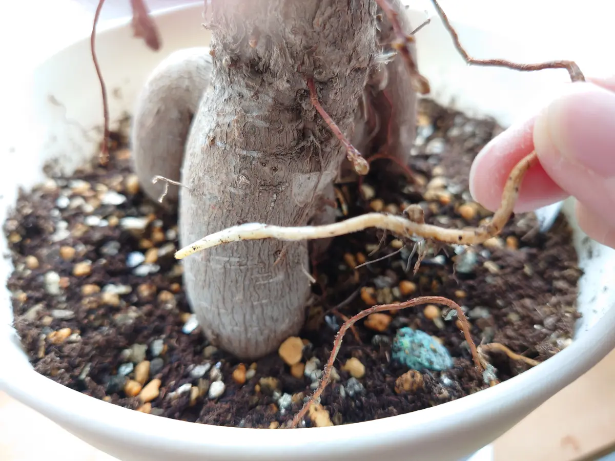 初めて質問します。ガジュマルの気根の先が、白くしっとりとし