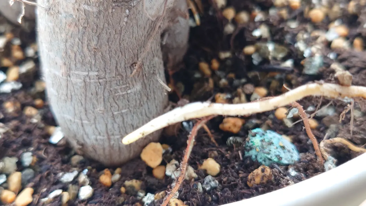 初めて質問します。ガジュマルの気根の先が、白くしっとりとし 