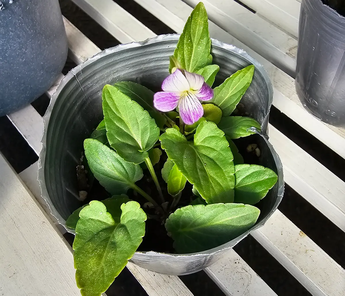 希少 ビオラ【すみれ図鑑】2ポット 人気！ビオラ ヌーヴェルヴァーグ
