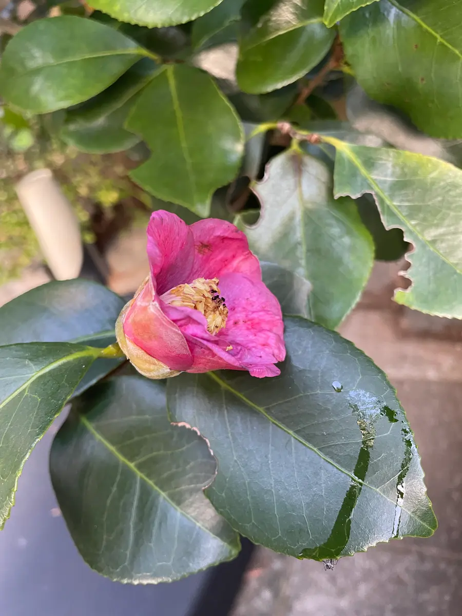 庭の椿に毎年1〜2輪しか花が咲きません。庭を作ってから27年に