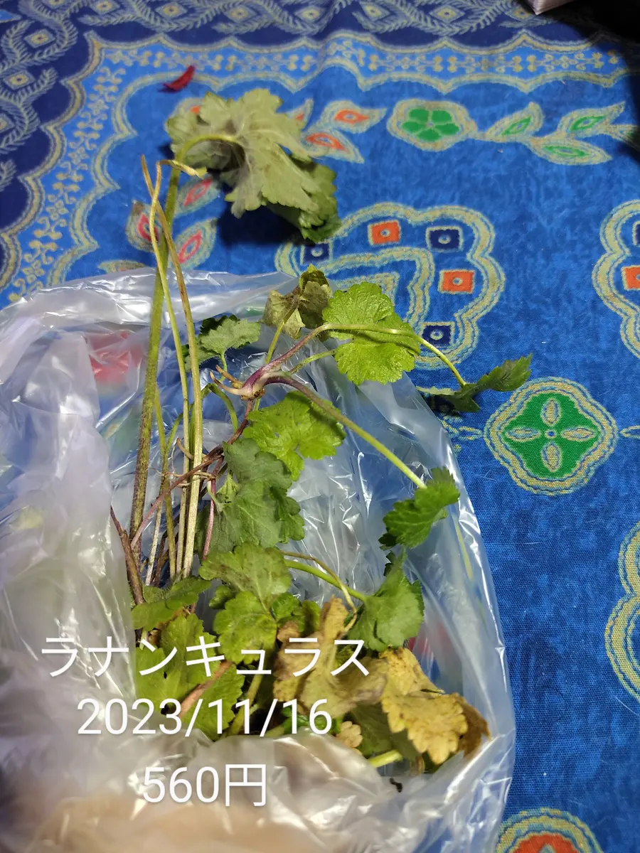 Amazon.co.jp: ラナンキュラスゴールドコイン 抜き苗 8苗 : DIY