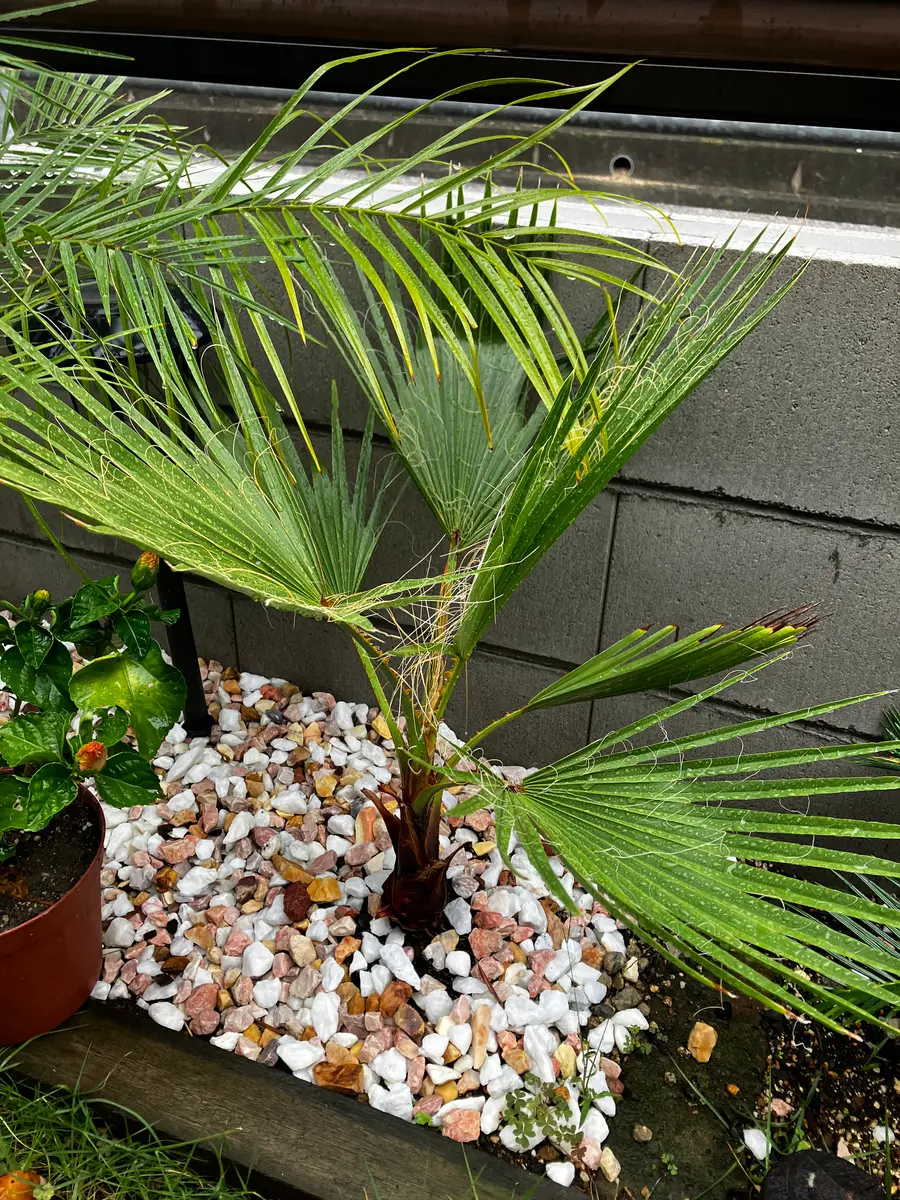 ワシントンヤシモドキ　？ ワシントンヤシモドキ | Washingtonia robusta | かぎけん花図鑑