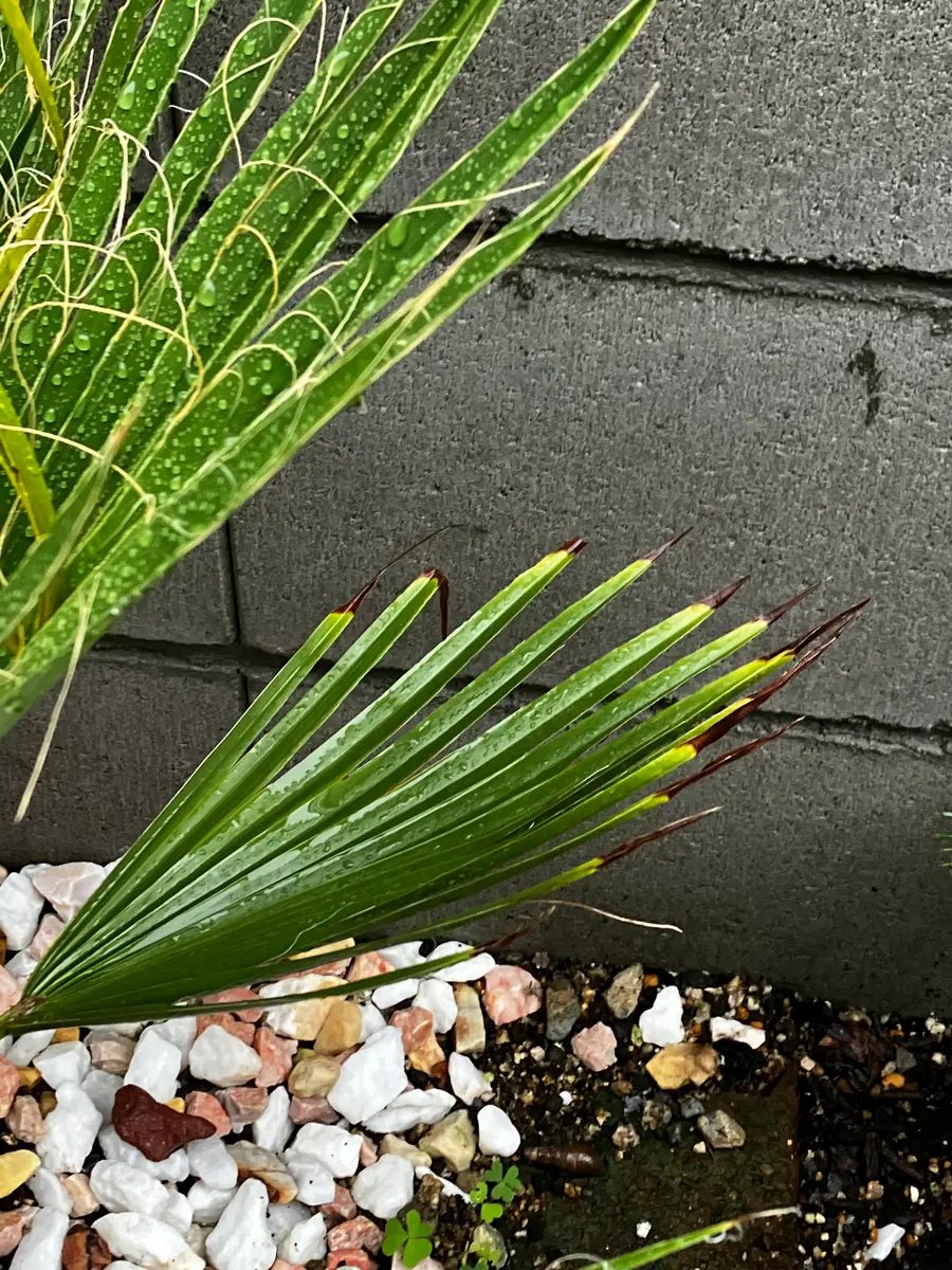 庭に地植えしているワシントンヤシなんですが、一箇所だけ葉先