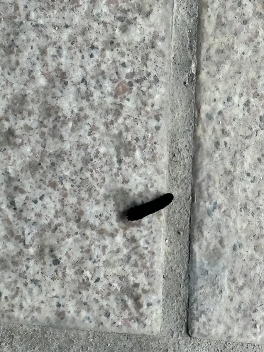 虫 の 大量 発生