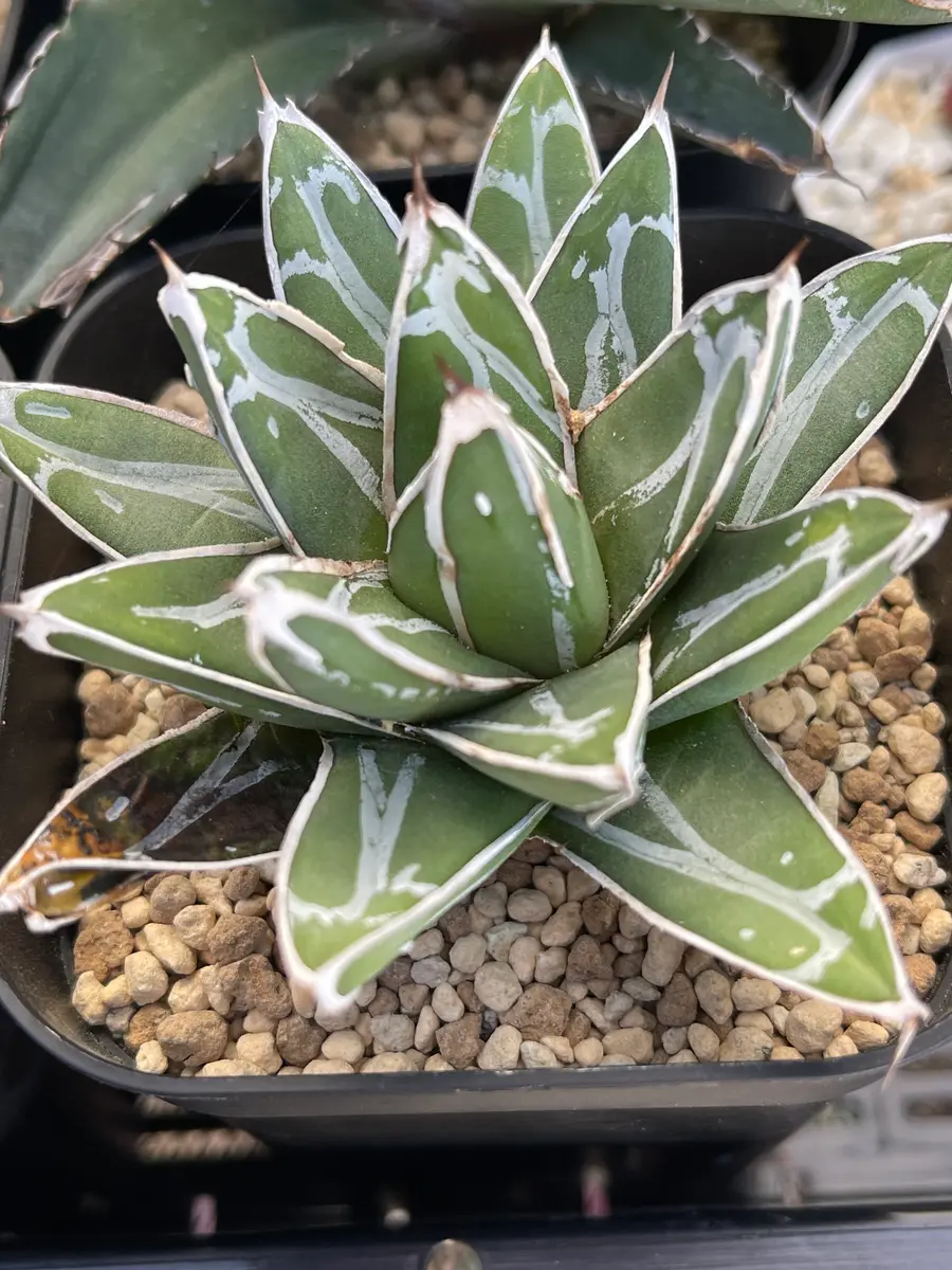 アガベ 笹の雪 4 Agave victoriae reginae 子株3付 | My-Fav