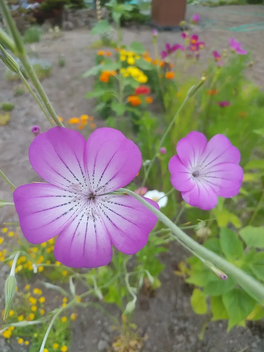 この花の名前を教えて下さい。カボチャの種のオマケに付いてい