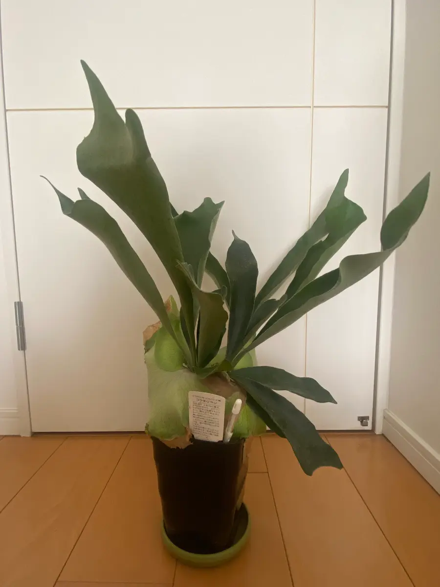 🌱コウモリラン🌱母がコウモリランをくれました。鉢全体が貯｜園芸