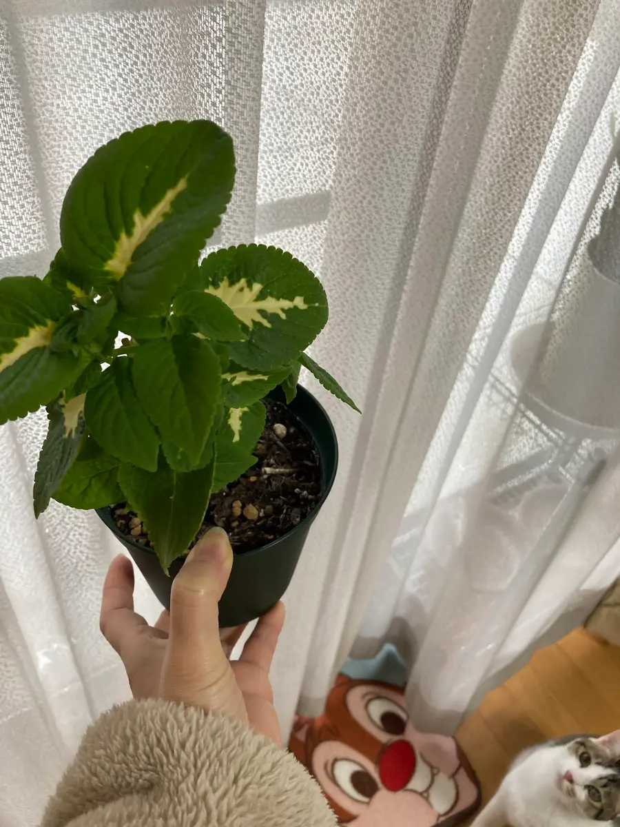 コリウスのの冬越しができると聞き、挿し木をしました。2週間く