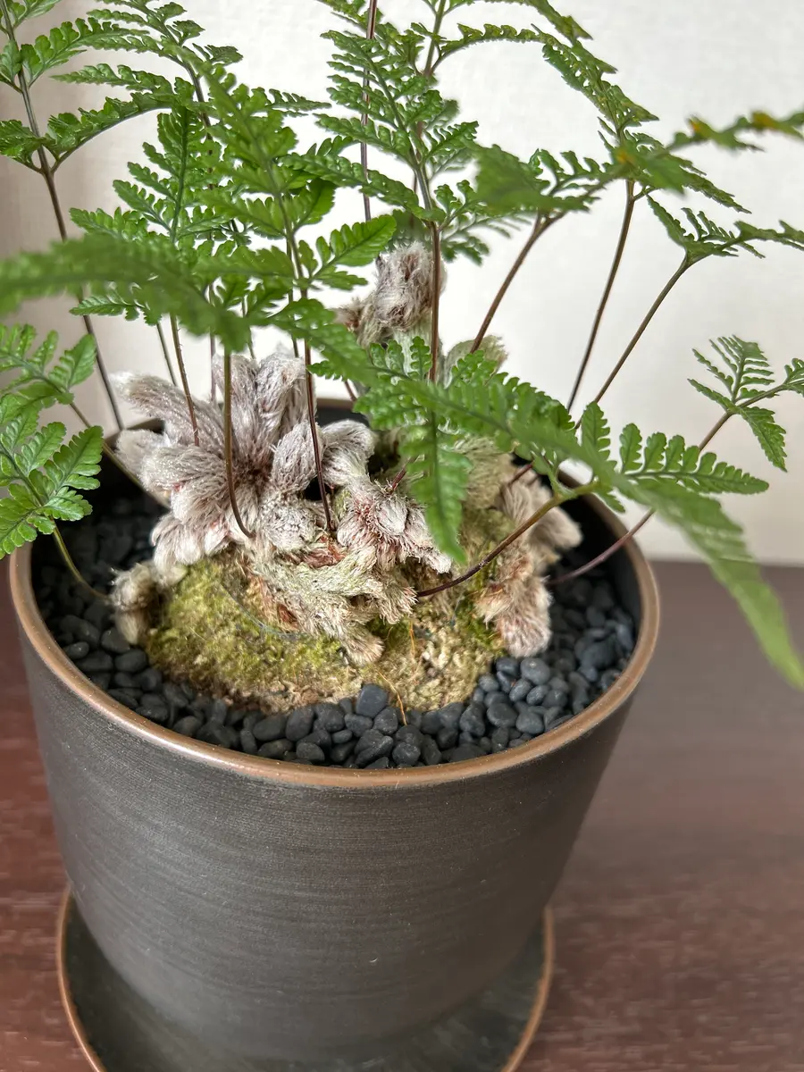 シノブを購入したのですが、根元にある苔のようなもは何でしょ