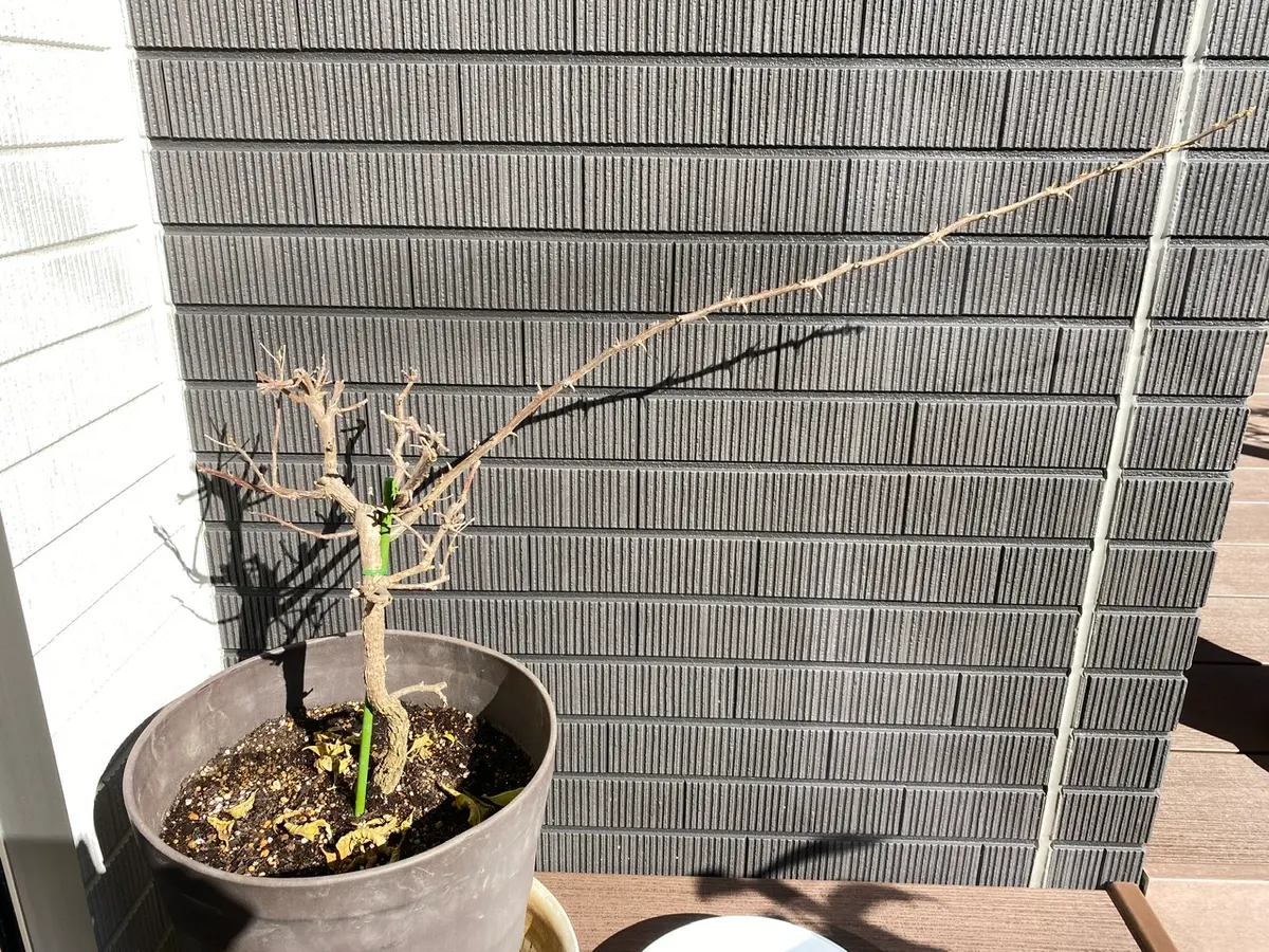 超古木 ブーゲンビリア ブーゲンビレア 越冬株 超古木ブーゲンビリア