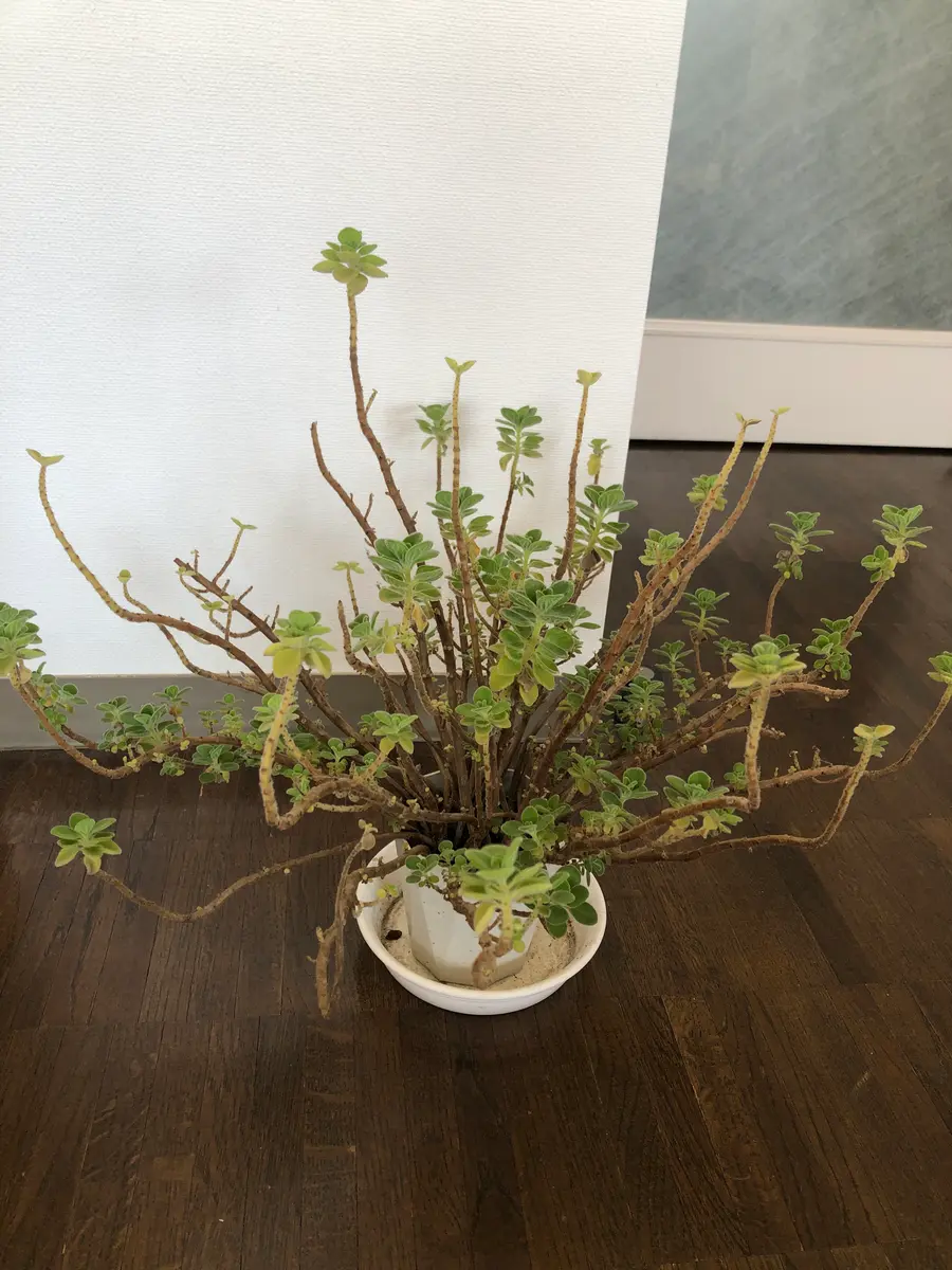 アロマティカスですが、3年前に購入して南側のベランダに出しっ