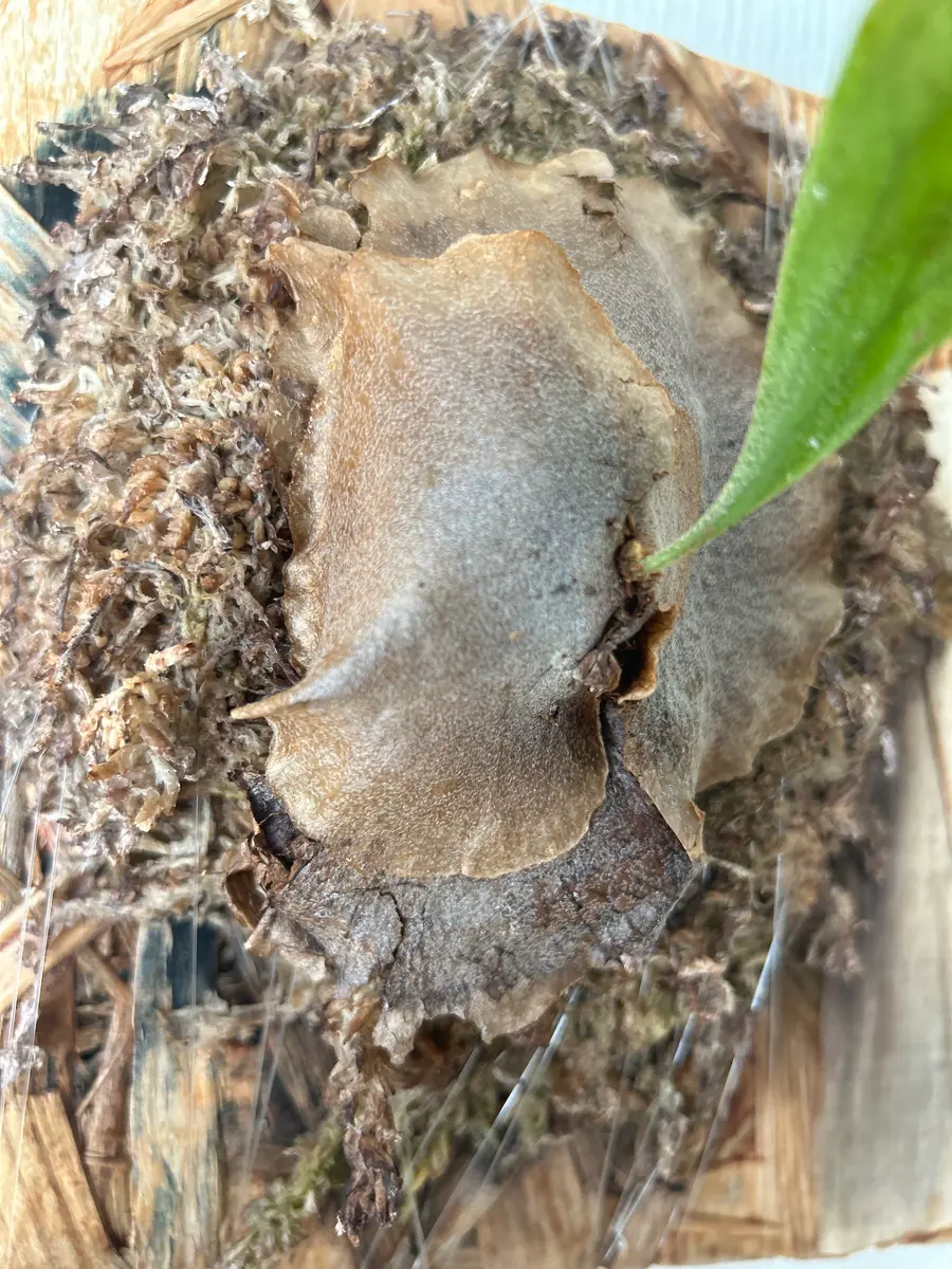 2年程前からビカクシダを育てていますが、夏頃から真ん中の部分