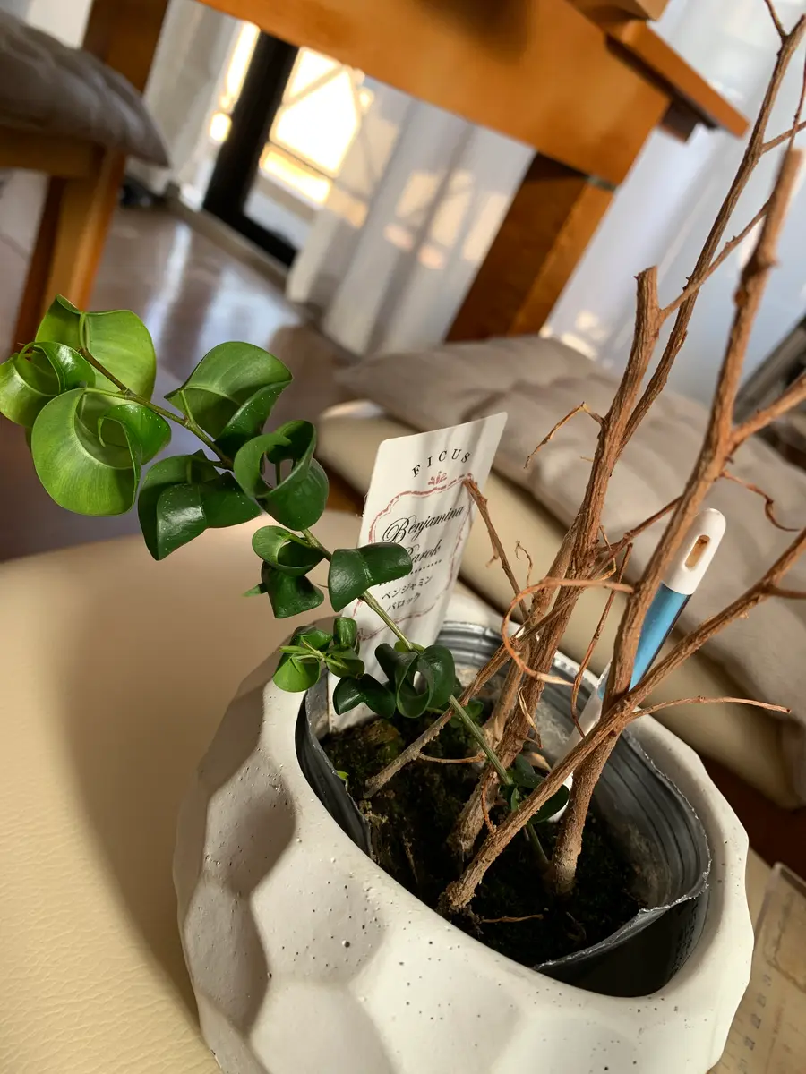 観葉植物 茶色の鉢付き ベンジャミン 【公式通販】