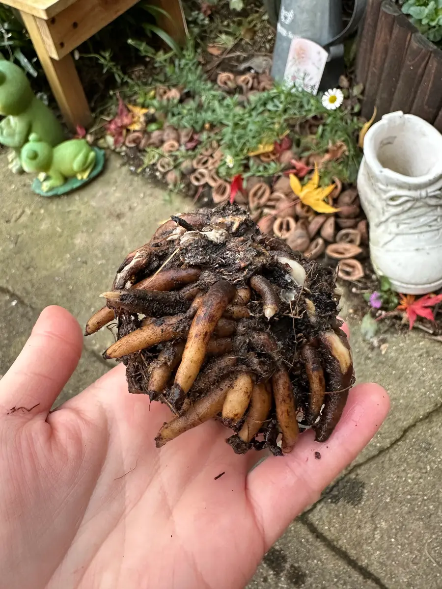 去年購入したラナンキュラスラックスが2鉢あり、夏は水を切り10