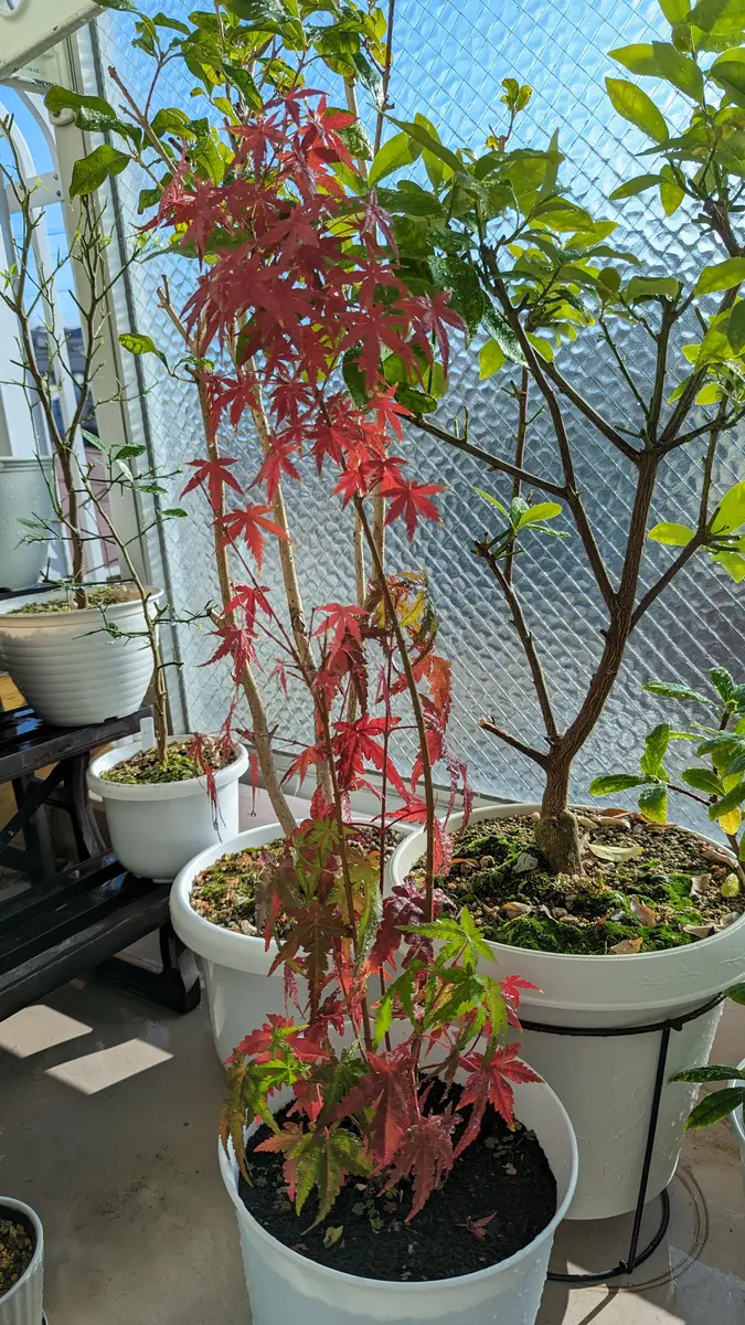 また寒さが逆戻り、紅葉多肉に癒される | 多肉植物大好きな
