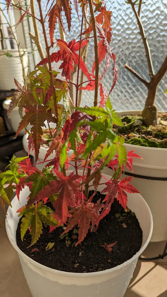 また寒さが逆戻り、紅葉多肉に癒される | 多肉植物大好きな