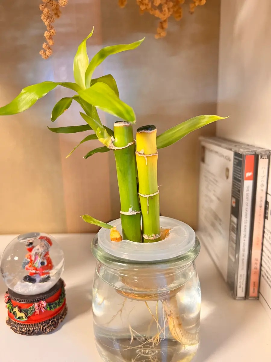 ミリオンバンブーご確認用 【公式通販】