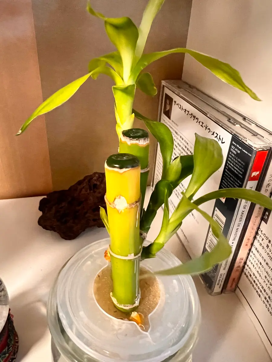 ミリオンバンブーご確認用 確認用 ミリオンバンブー水栽培