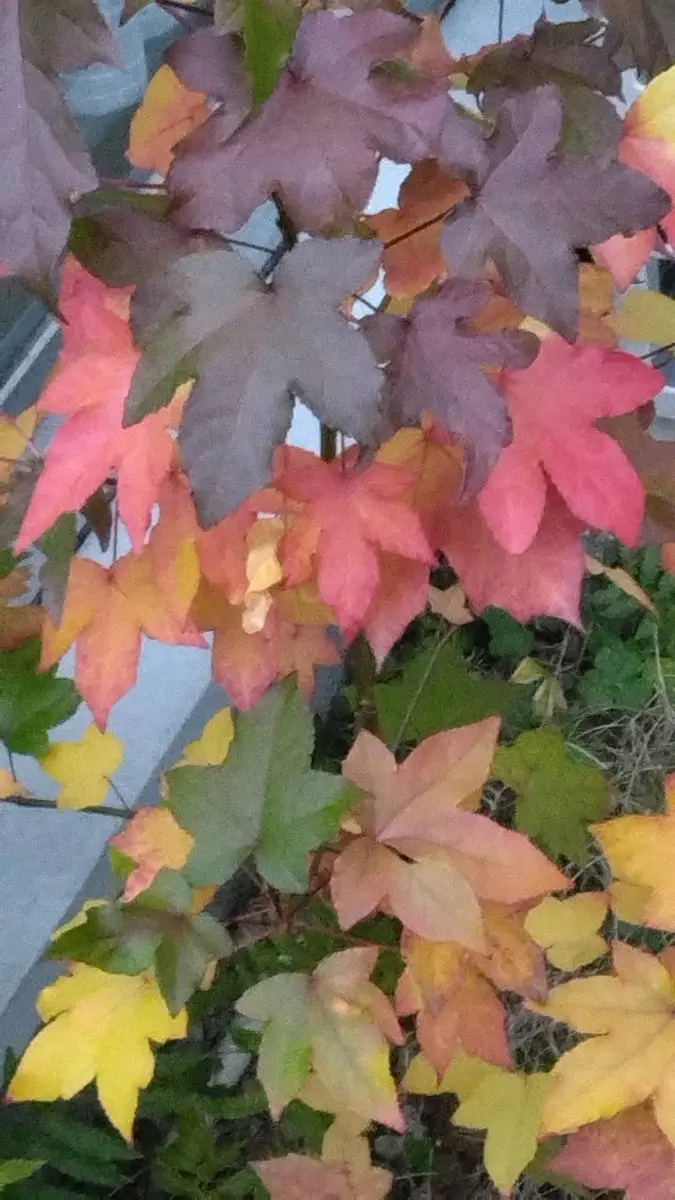 庭さきに、勝手にはえていました。気がついたら、綺麗に紅葉し