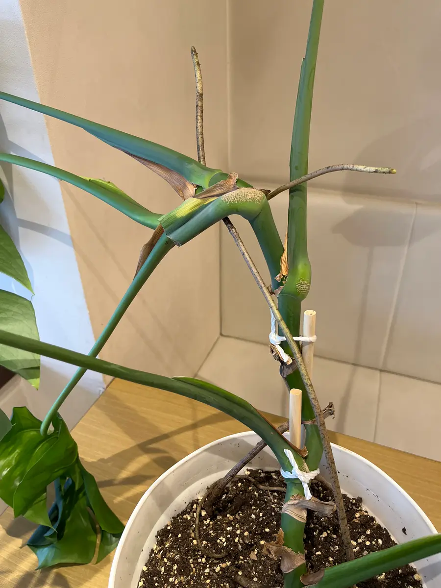 お買い得です♡第二弾♡モンステラデリシオーサ⑧ 2株 根上がり