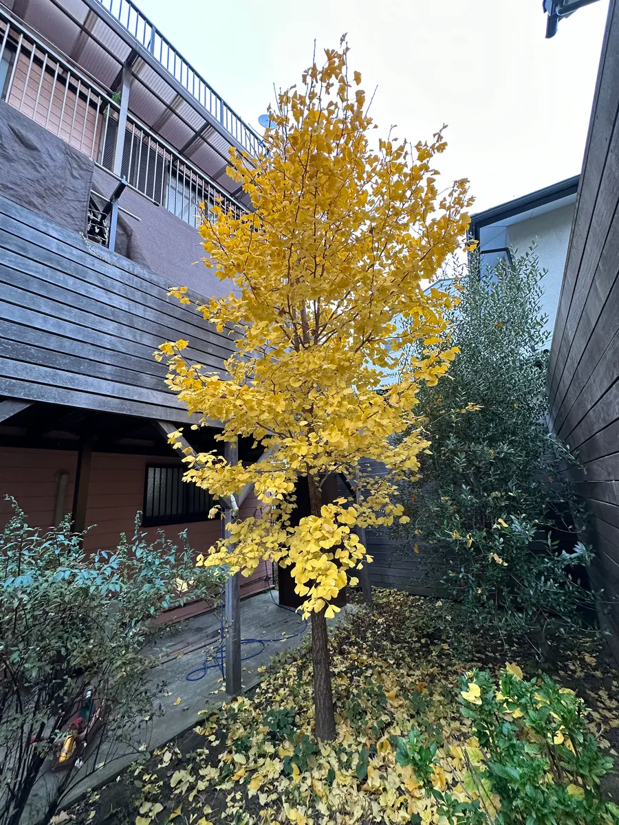 恩師からいただいた銀杏を発芽させて庭に植えてしまいました 