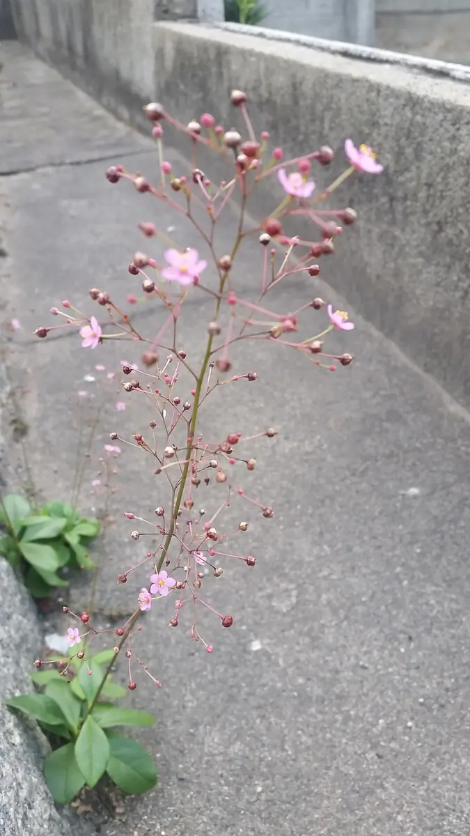 自宅の溝にいつの間にか咲いていました。初めて見る花です。｜園芸