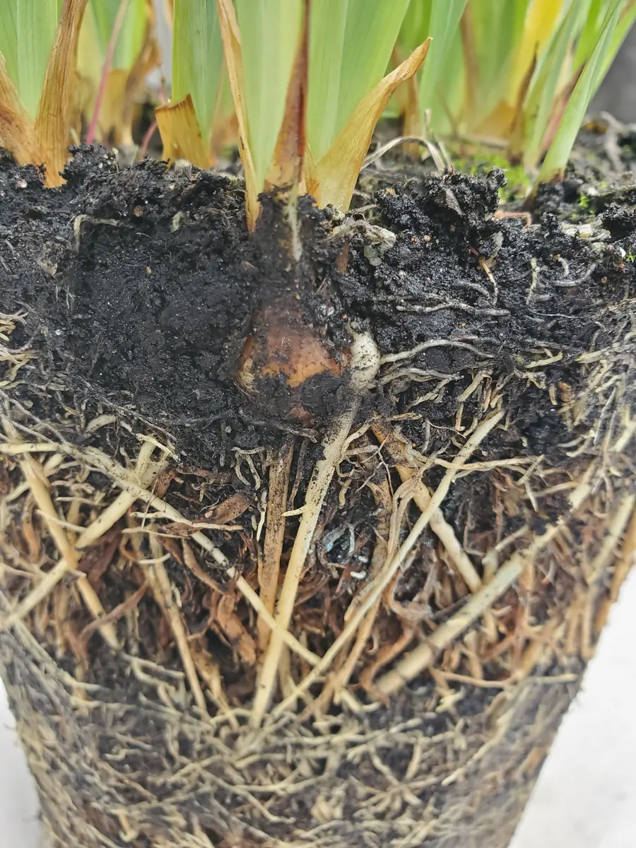 アテモヤ　シャカパイン　鉢植え　花芽あり アテモヤ シャカパイン 鉢植え 花芽あり アテモヤ シャカパイン