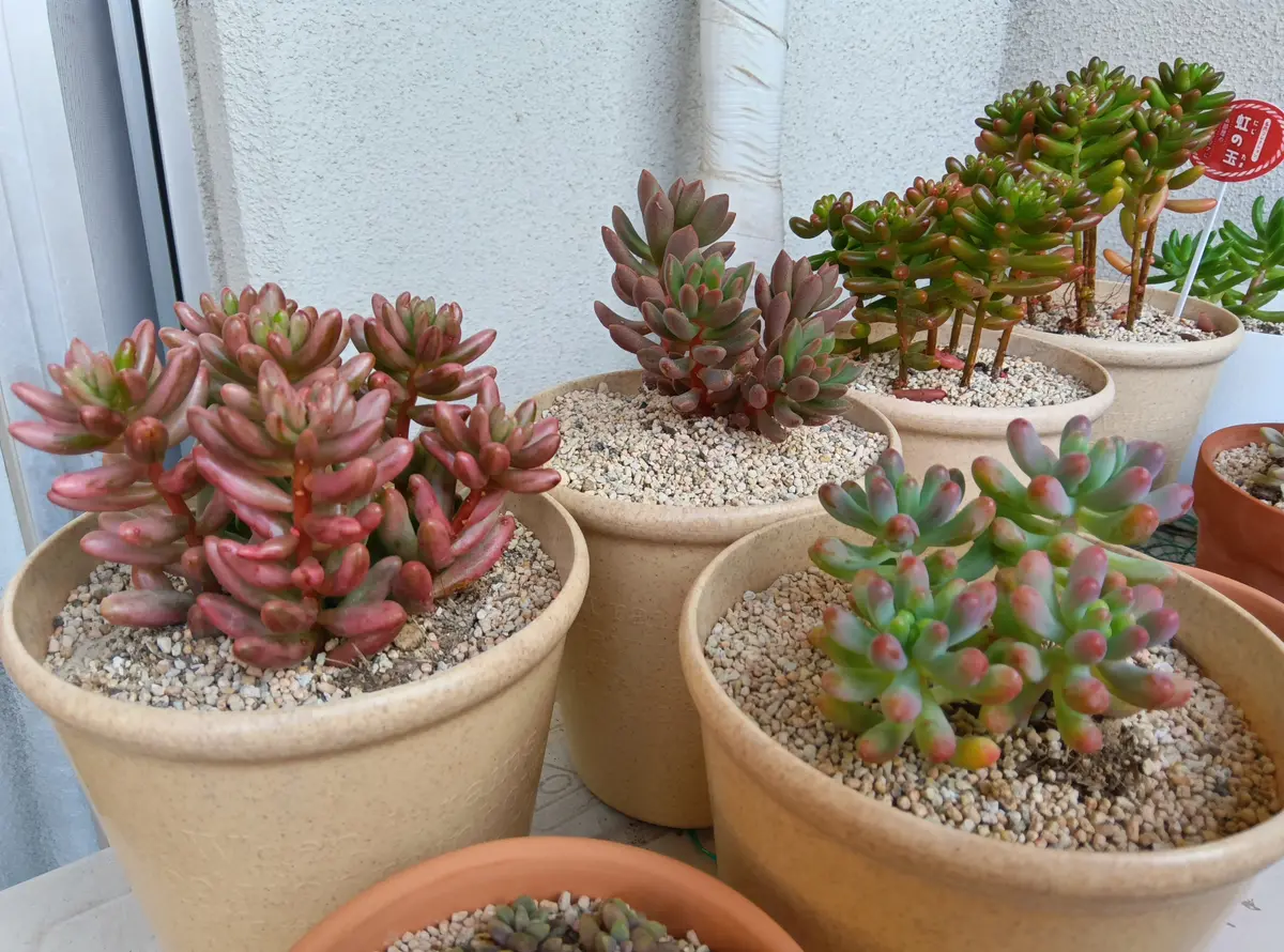 多肉植物 乙女蛍＆木花咲耶(葉っぱ2枚)