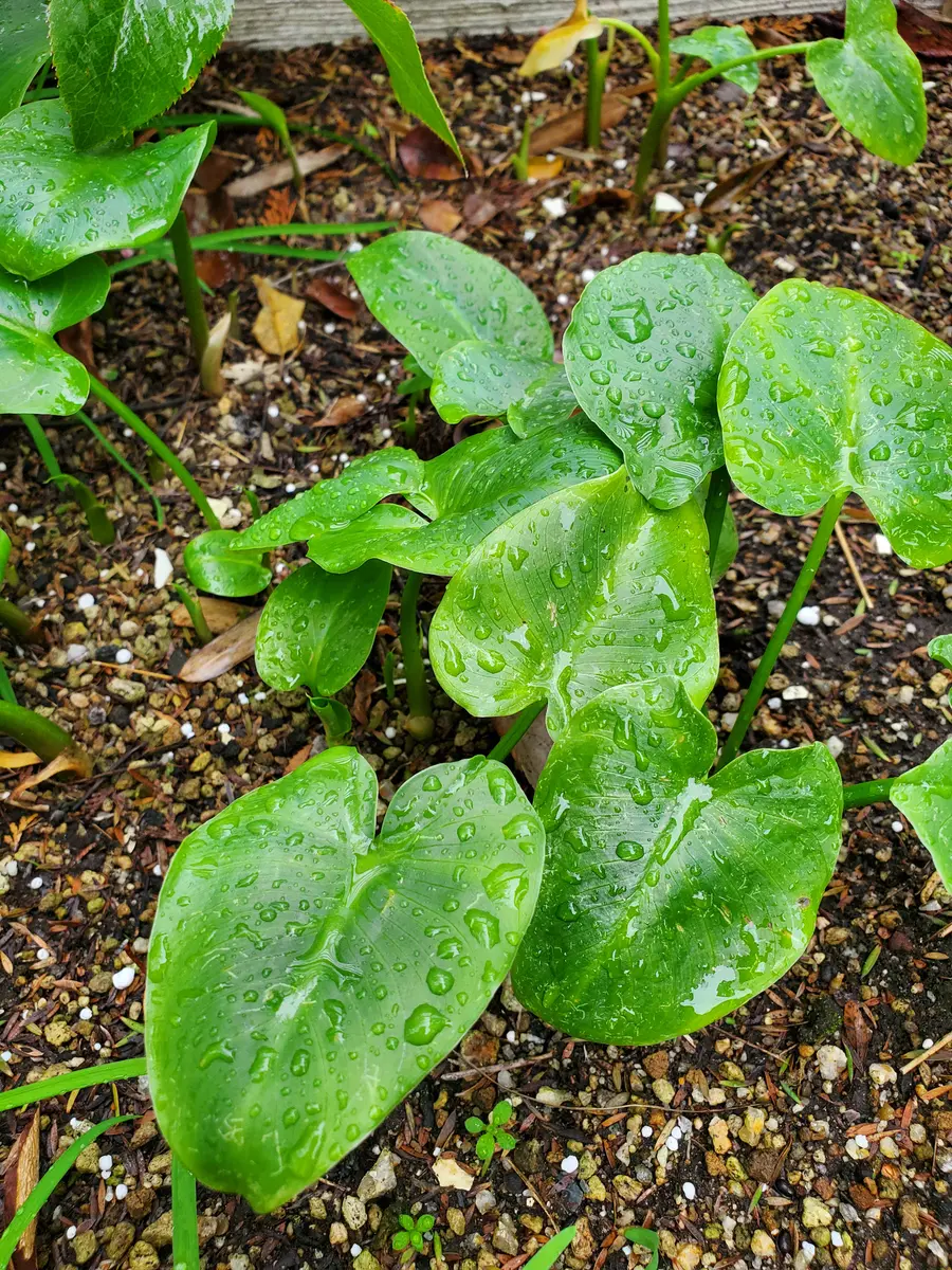カラー 湿地 性 畑地 性 見分け 方