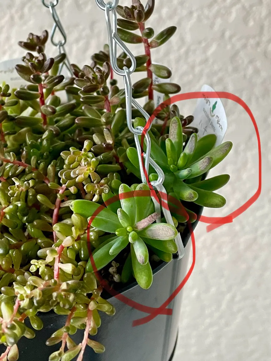 セダム 吊り鉢 植物 おしゃれ 観葉植物：セダム ブルーエルフ*5号吊り鉢 | 観葉植物,吊り鉢