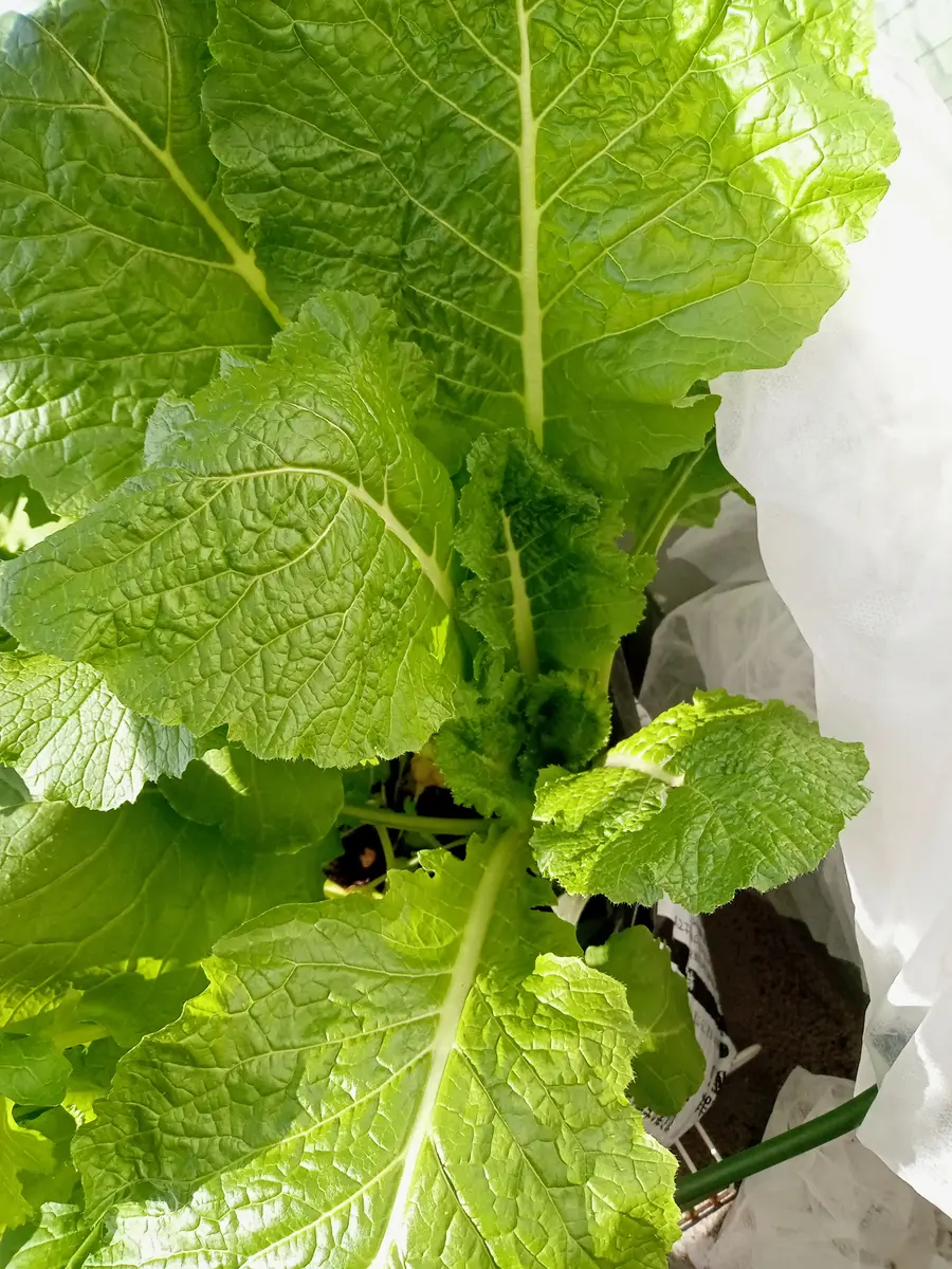 プランターで野菜を混植していたのですが、名前の分からない物