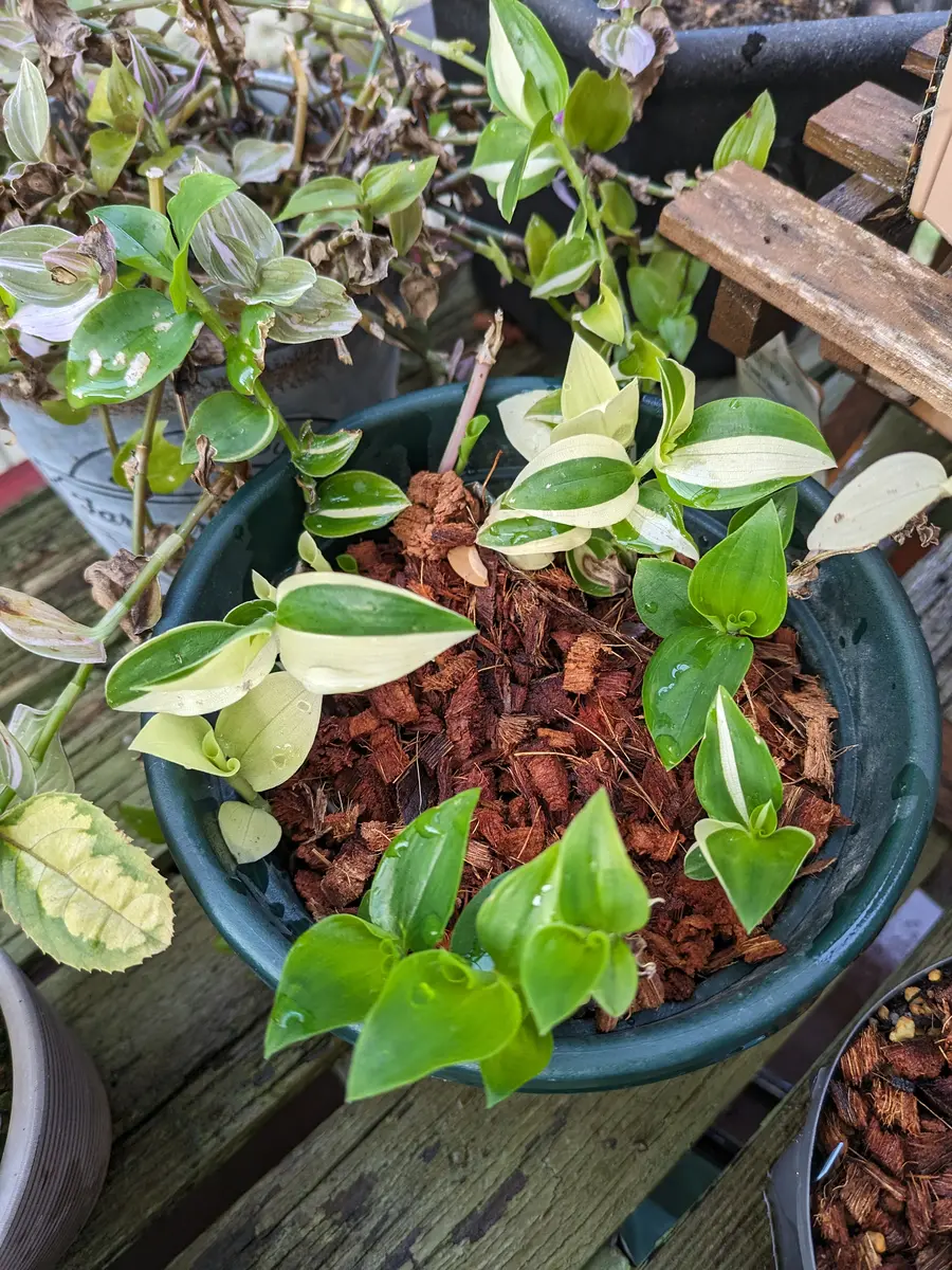 ツユクサ ツユクサ – Machi Eco – まちエコ –