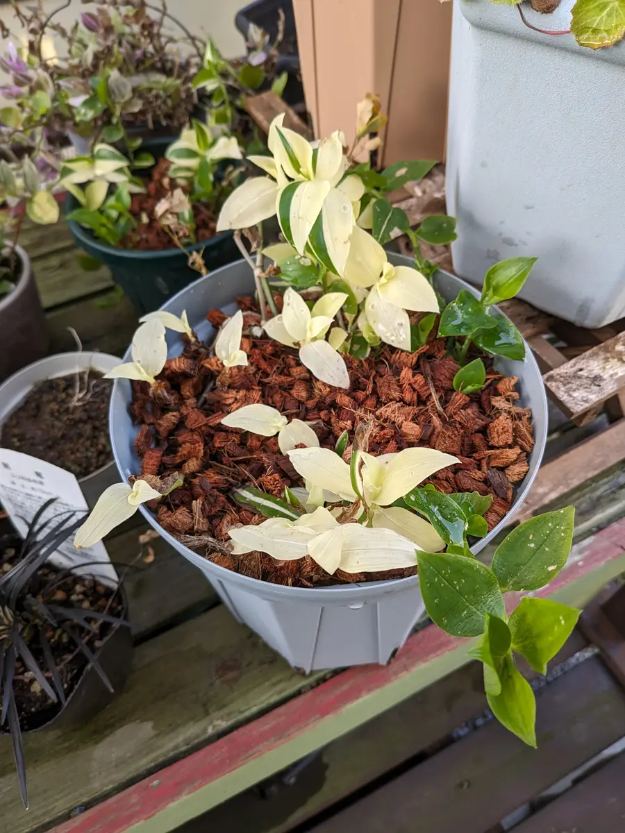 ツユクサ ツユクサ – Machi Eco – まちエコ –