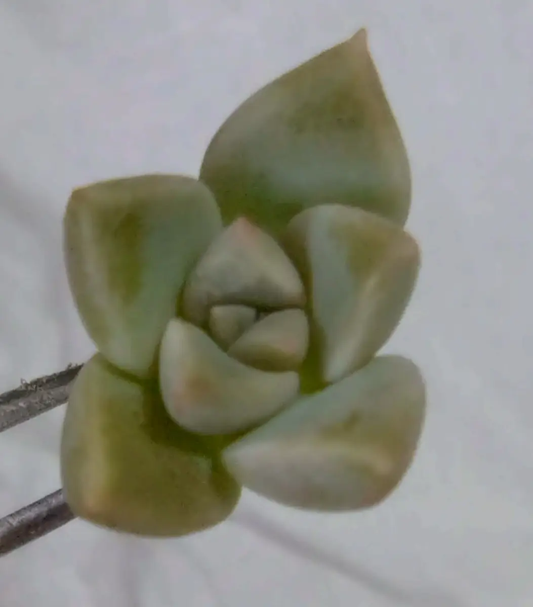 多肉植物 無料でつけるおまけです。 【公式通販】