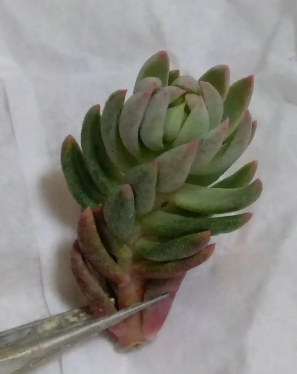 多肉植物を購入した時におまけでいただいたものなのですが、画 