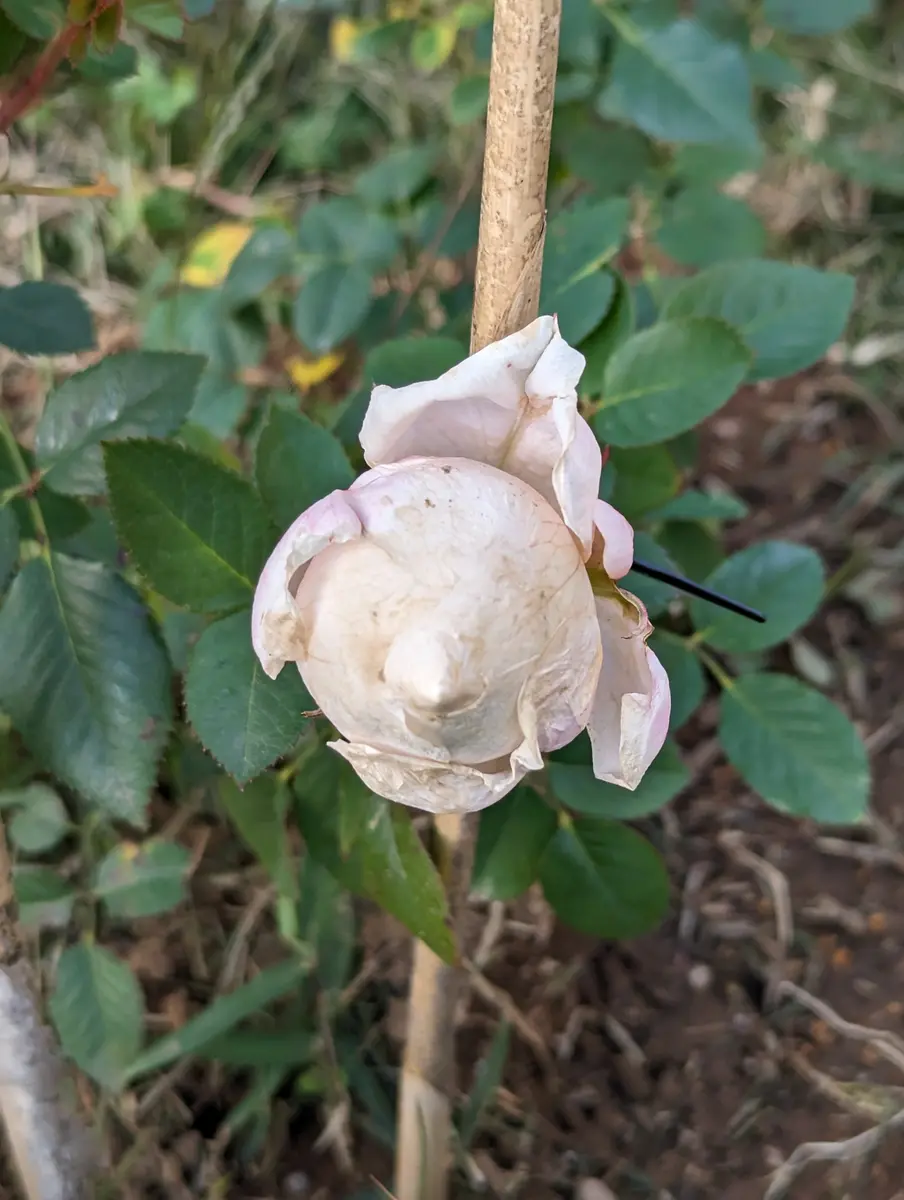 薔薇です、つぼみは、大きく付いたのですが開きません。半月以