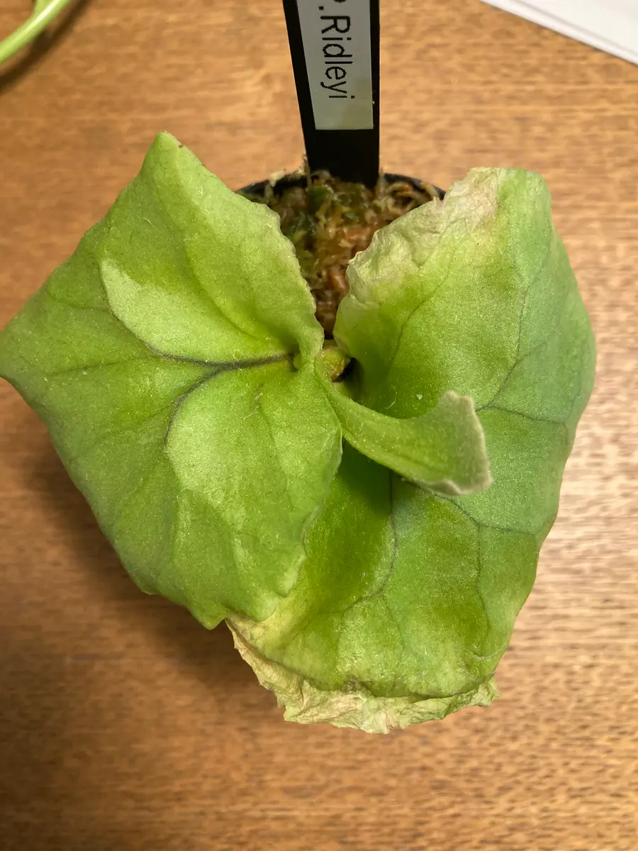 ビカクシダリドレイの小苗を板付けしようと思うのですが、いま