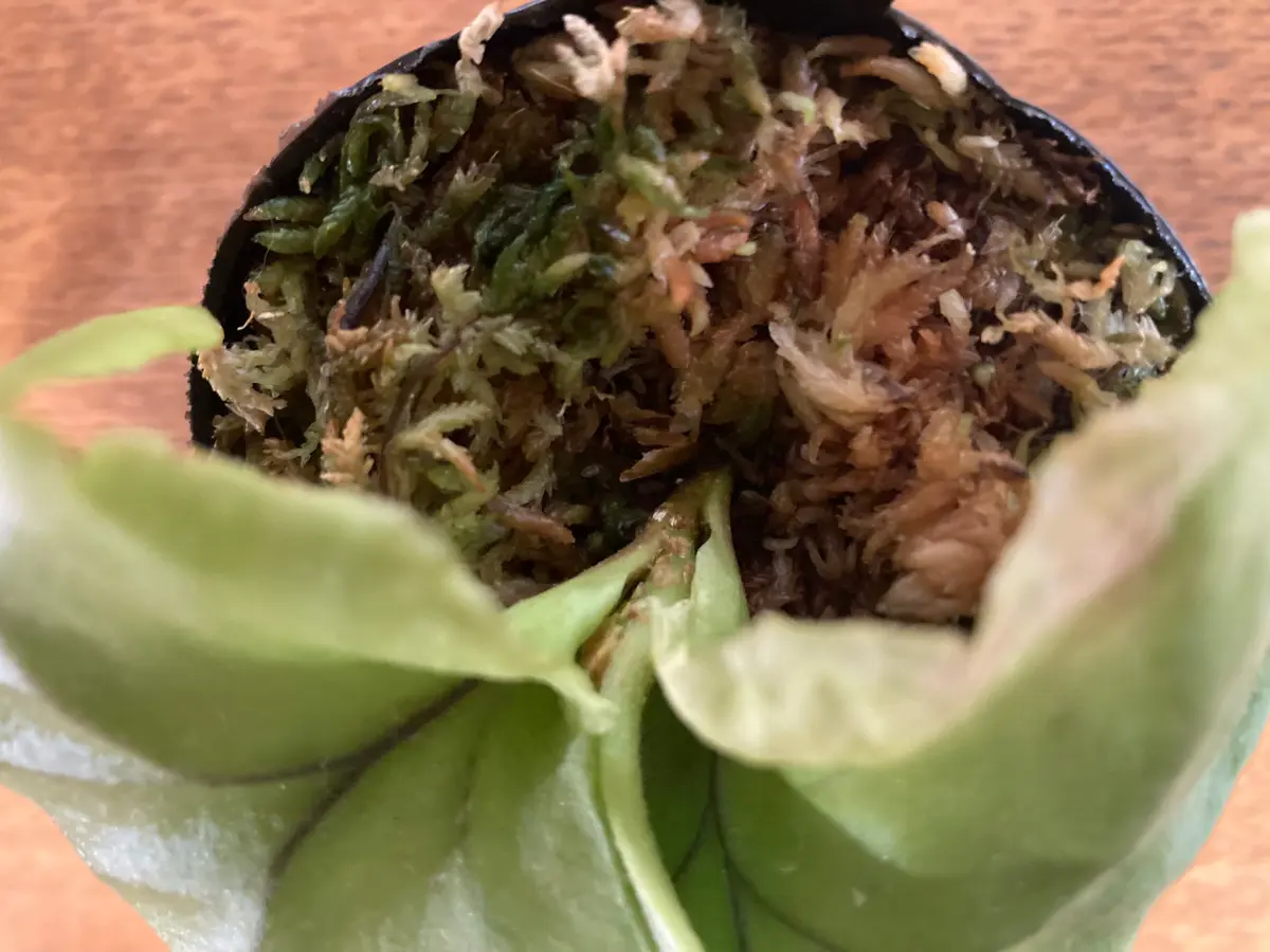 ビカクシダリドレイの小苗を板付けしようと思うのですが、いま